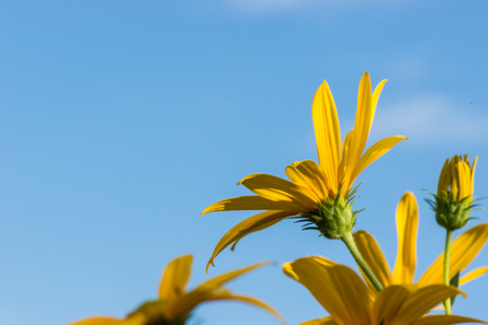 Yellow topinambur flowers (daisy family) against blue skyの写真素材