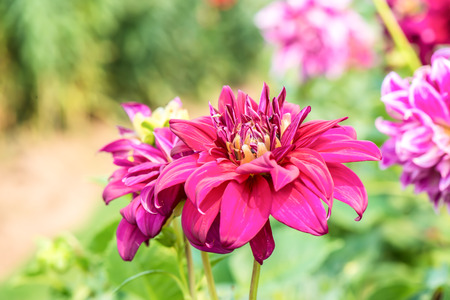 chrysanthemum flowers on blur background.の写真素材