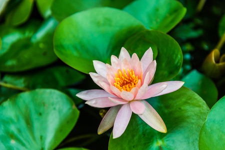 PInk Lotus Flowerの写真素材