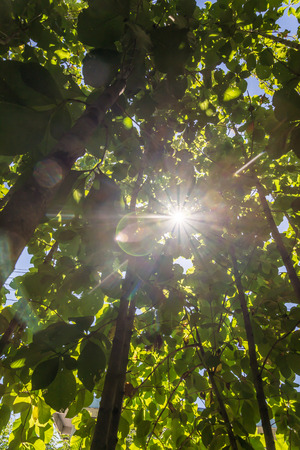 summer nature. sunlight in trees of green forestの写真素材