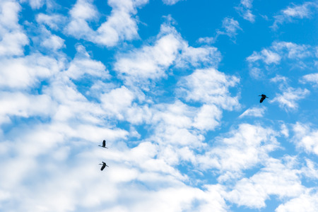 Nice white cloud on the skyの写真素材