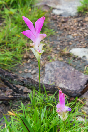Beautiful field of pink Siam Tulip in nature, in Thailandの写真素材