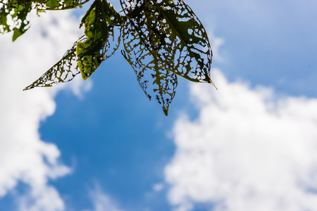 leaves on a blue skyの写真素材