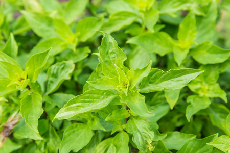 fresh green basilの写真素材