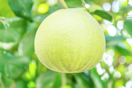 Pomelo fruit.の写真素材
