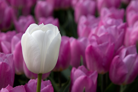White tulip and pink tulipsの写真素材