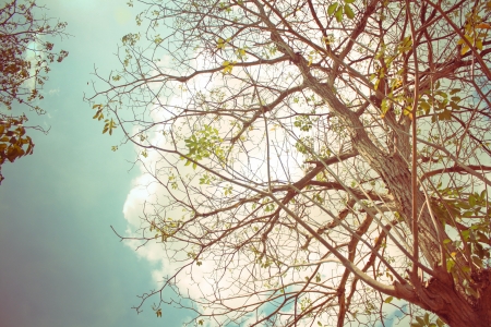 Branchの写真素材