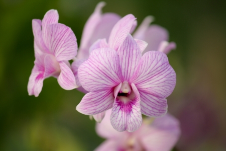 orchidの写真素材