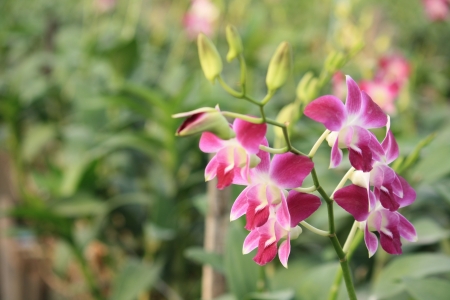 Orchid Gardenの写真素材