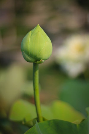 Young Lotus Flower in budの写真素材