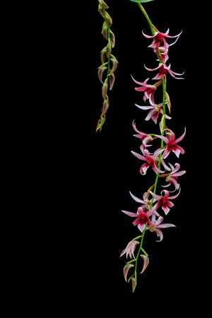 Epigeneium treacherianum red-pink flower bloom close-upの写真素材