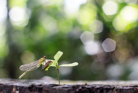Dragon fly molt on sapling in morningの写真素材