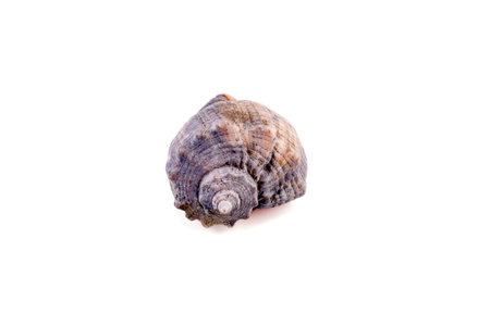 Sea shell isolated on a white background