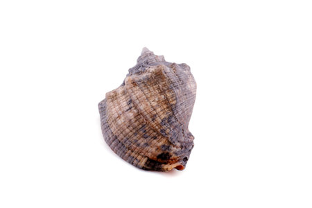 Sea shell isolated on a white background