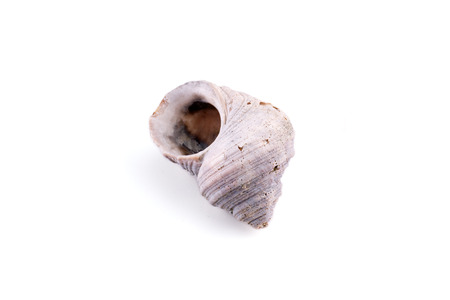 Sea shell isolated on a white backgroundの写真素材