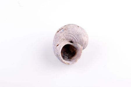 Sea shell isolated on a white background