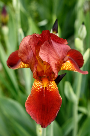 Iris Burgundy. Beautiful flowerの写真素材