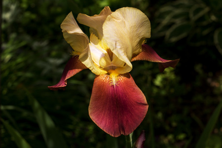 Iris Burgundy. Beautiful flowerの写真素材