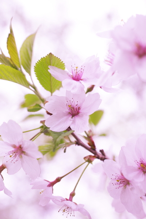 Cherry Blossomsの写真素材