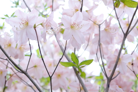 Cherry Blossomsの写真素材