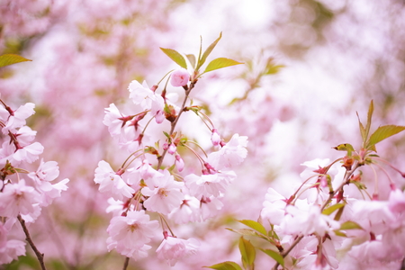 Cherry Blossomsの写真素材