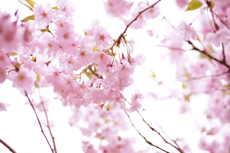 Cherry Blossomsの写真素材
