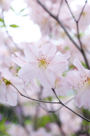Cherry Blossomsの写真素材