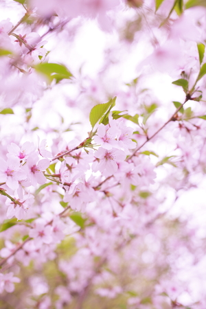 Cherry Blossomsの写真素材