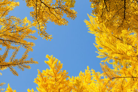 Ginkgo treesの写真素材