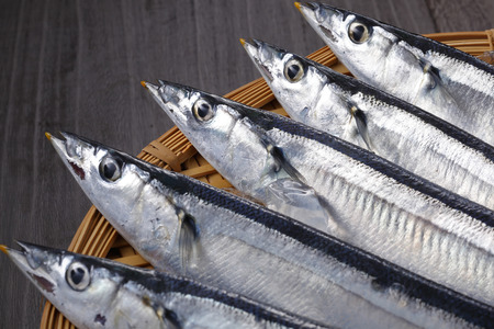 Pacific sauryの写真素材