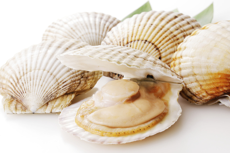 Scallops in whiteの写真素材