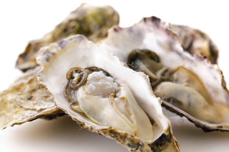 Oystersの写真素材