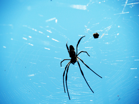 spiderの写真素材