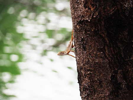 chameleonの写真素材