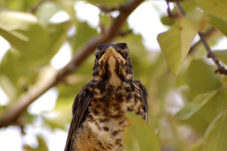 mad birdの写真素材