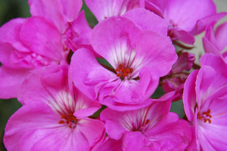 bunch pink flowerの写真素材