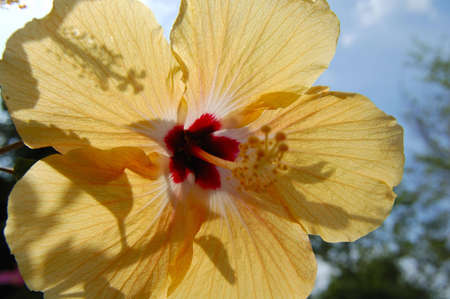 yellow flower in the sunの写真素材