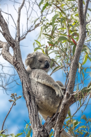 Relaxing Koalaの写真素材