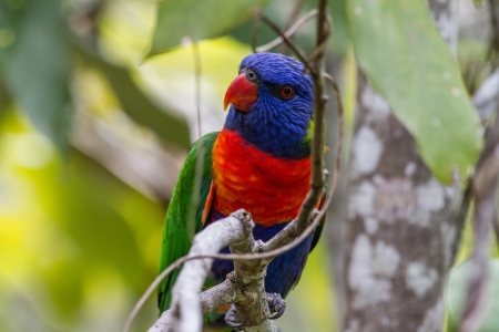 Rainbow Lorikeetの写真素材