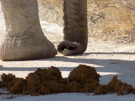 An peaceful elephant resting it trunk on the gravel road.の写真素材