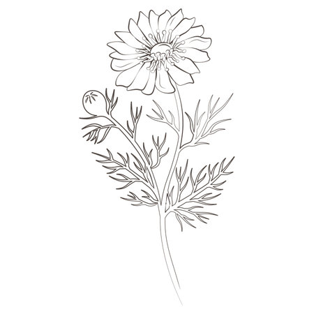 Medicinal plants adonis hand drawn vector transparent backgroundのイラスト素材