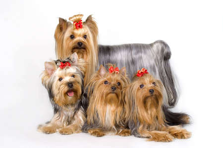 Four Yorkshireterriers on white background. Picture was taken in studio.の写真素材