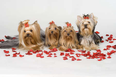 Yorkshire terriers on white background. Picture was taken in studio.の写真素材