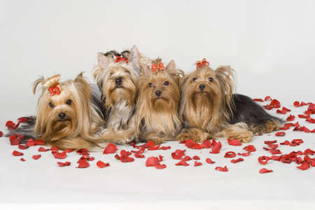 Yorkshire terriers on white background. Picture was taken in studio.の写真素材