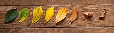 Life of leaf