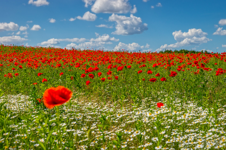 Poppy field, Spring landscapeの写真素材