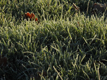 The grass is covered with frostの写真素材