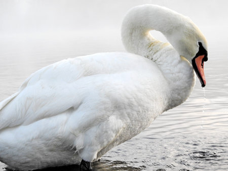 swan standing in shallow water