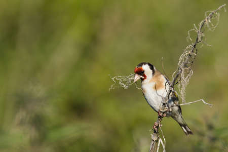 Goldfinch [Carduelis carduelis] A Goldfinch [Carduelis carduelis] Perched on a small twigの写真素材