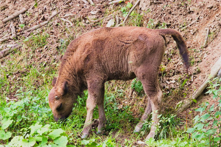 European bison in the enclosure in Muczne, Bison bonasusの写真素材